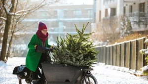 Choinka przywiązana do kaloryfera. Oto najzabawniejsze, przedświąteczne wpadki