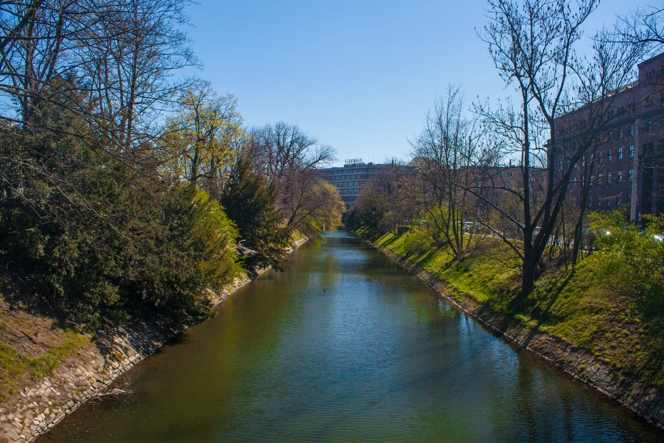 Bóbr zamieszkał przy fosie miejskiej we Wrocławiu