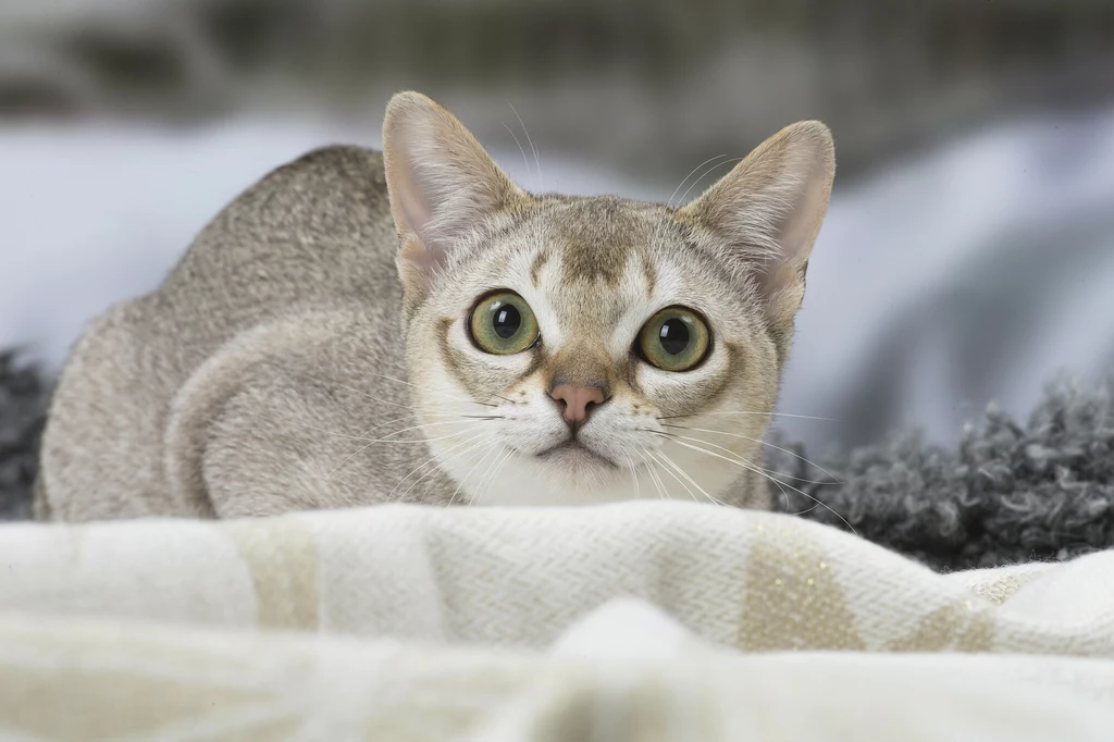 Według legendy kot singapurski jest oryginalną rasą kota południowo-wschodnioazjatyckiego