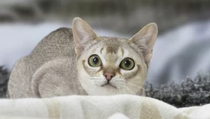 Kot singapurski jest pięknym i najmniejszym kotem na świecie