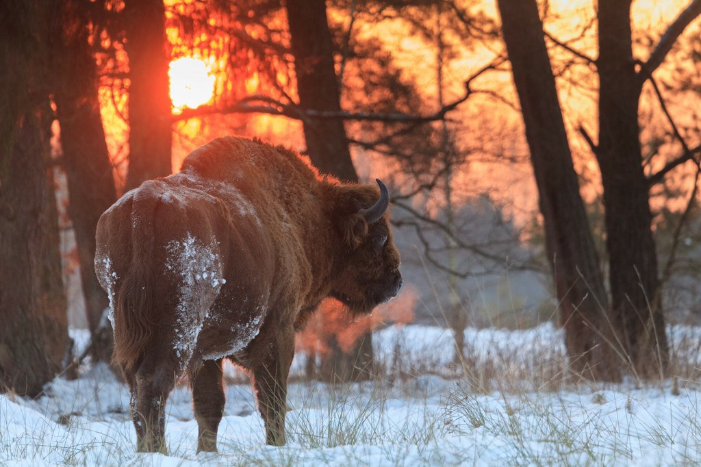 Polana Białowieska już bezpieczna? Sąd wstrzymuje plany przeobrażenia cennego obszaru