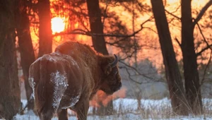 Polana Białowieska już bezpieczna? Sąd wstrzymał montaż fotowoltaiki