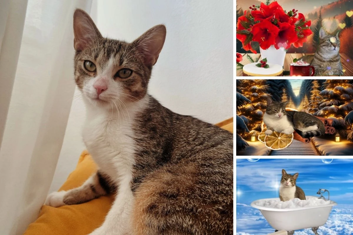 Dwa oblicza Księcia Mruczka - realne i wirtualne / Instagram @KsiążęMruczek Dwa oblicza Księcia Mruczka - realne i wirtualne / Instagram @KsiążęMruczek