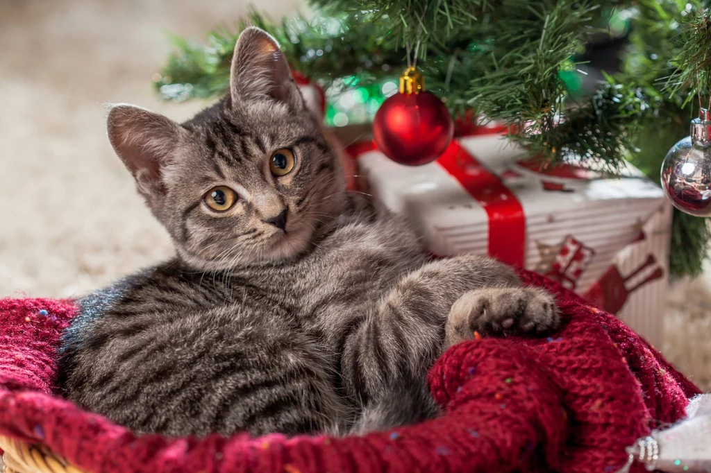 Nie wszystkie dekoracje świąteczne są dla kotów bezpieczne