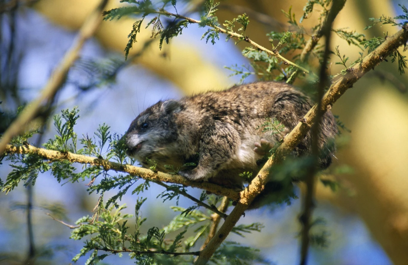 Dendrohyrax arboreus, czyli arbogóralek drzewny