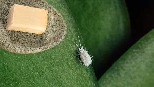 Widzisz wełniste kłaczki na roślinach doniczkowych? Zrób to, nim zniszczą dracenę i storczyka