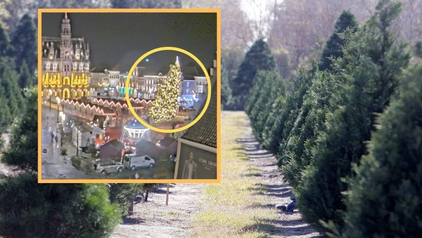 Tragedia w Belgii. Choinka spadła na trzy osoby, nie żyje 63-latka Tragedia w Belgii. Choinka spadła na trzy osoby, nie żyje 63-latka