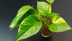 Ta wyjątkowa roślina powinna być w każdym domu. Pełni ważną funkcję