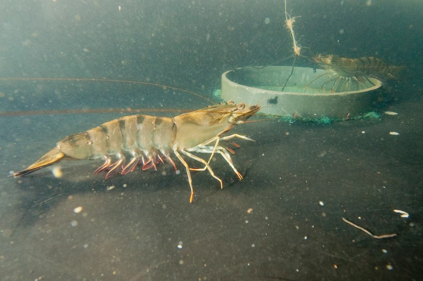 Krewetka