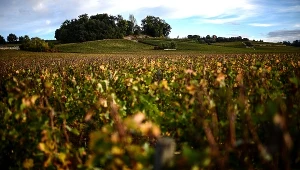 Francuscy producenci wina są zmuszeni do zmniejszenia areału upraw