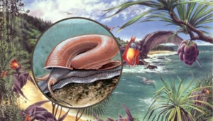 Odkryli przedziwnego prehistorycznego ślimaka. Tak kiedyś wyglądały ich muszle