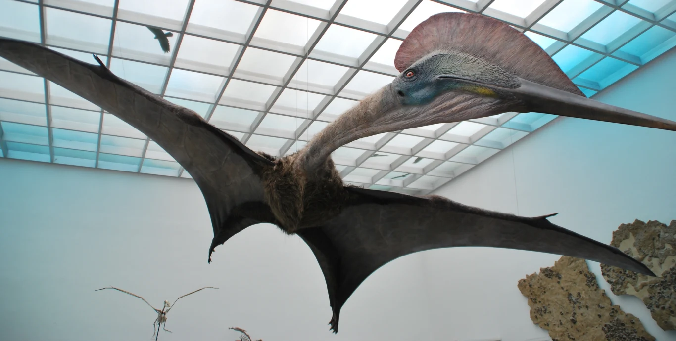 Hatzegopteryx Hatzegopteryx