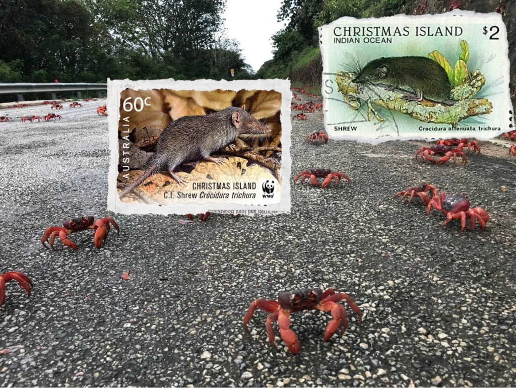 Zębiełek bożonarodzeniowy z Wyspy Bożego Narodzenia znany jest głównie ze znaczków pocztowych