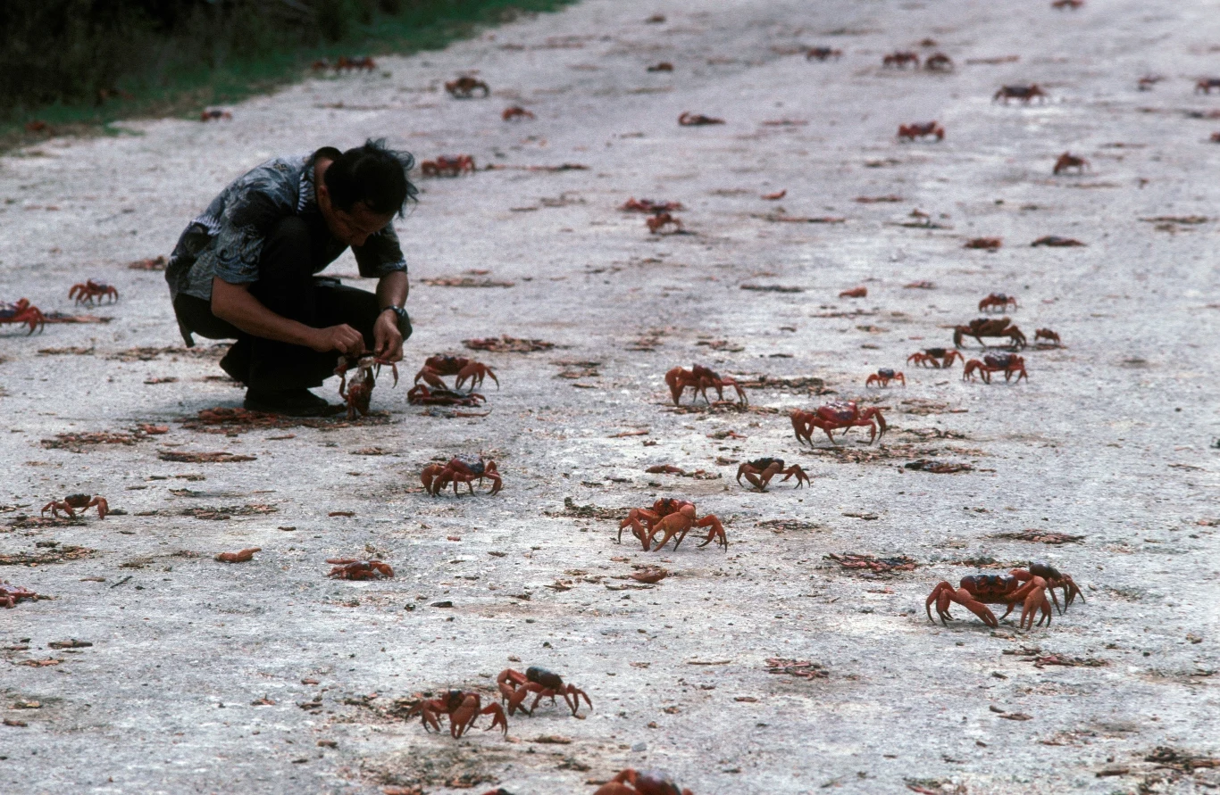 Kraby na Wyspie Bożego Narodzenia Kraby na Wyspie Bożego Narodzenia