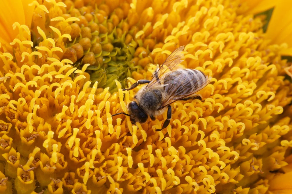 Pszczoła miodna na słoneczniku