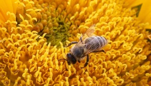 Pszczoła miodna na słoneczniku