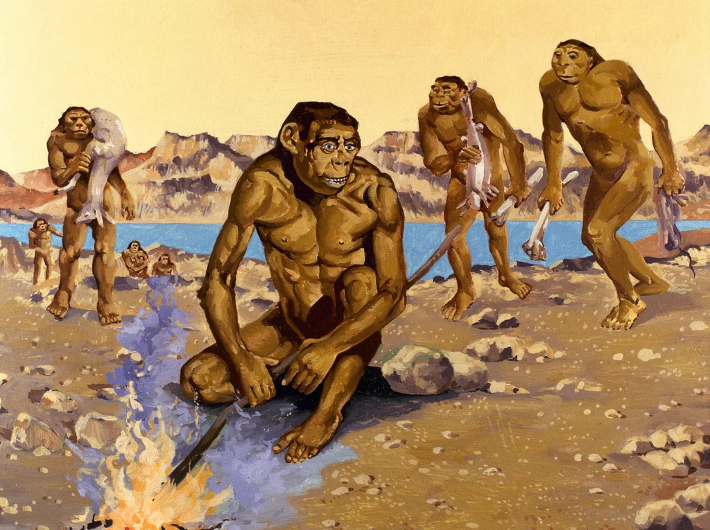 Homo erectus