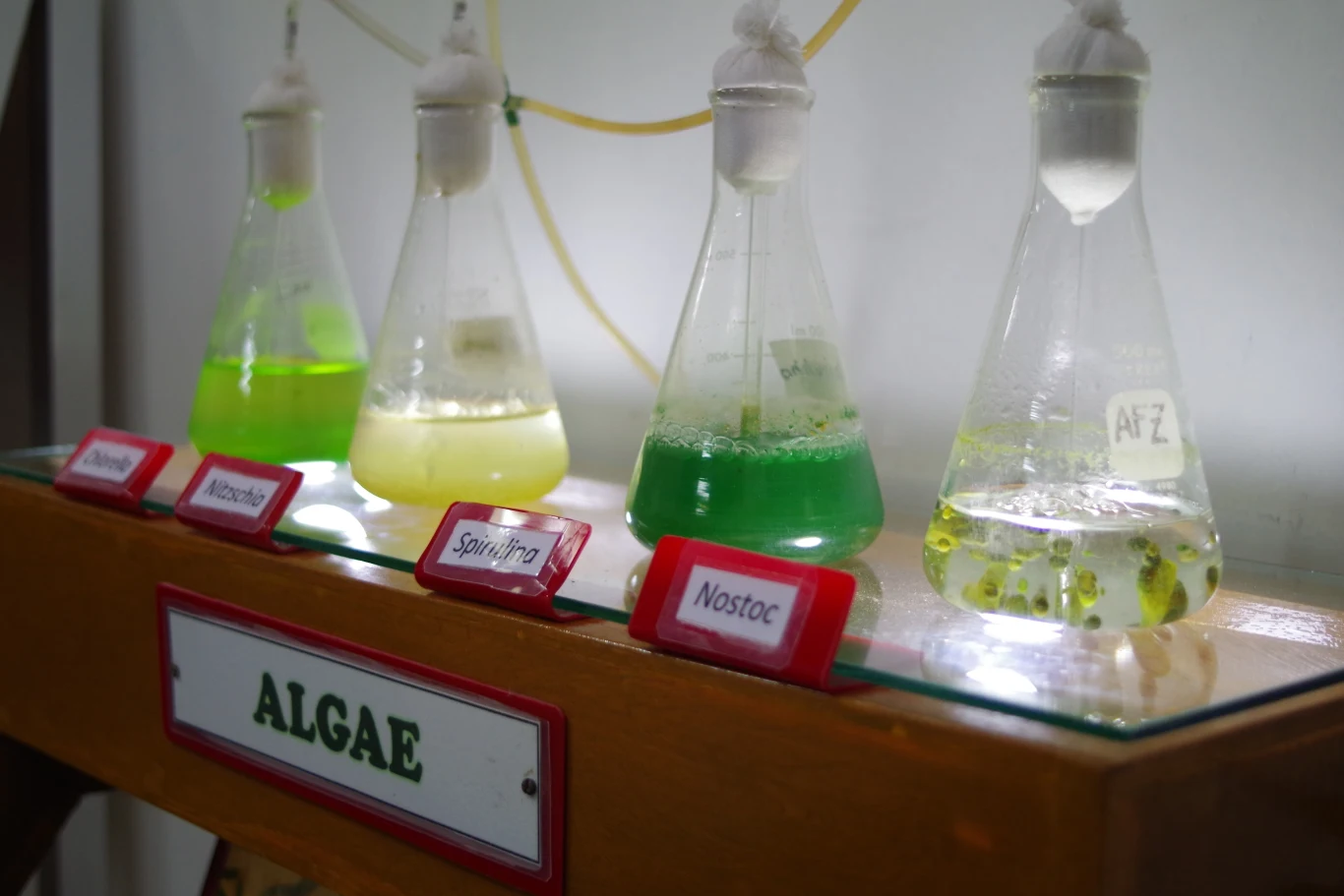 Algi