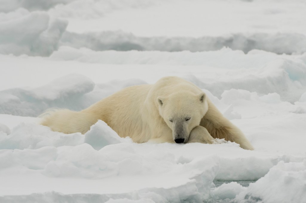 Niedźwiedź polarny