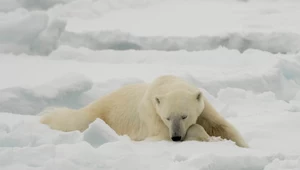 Niedźwiedź polarny