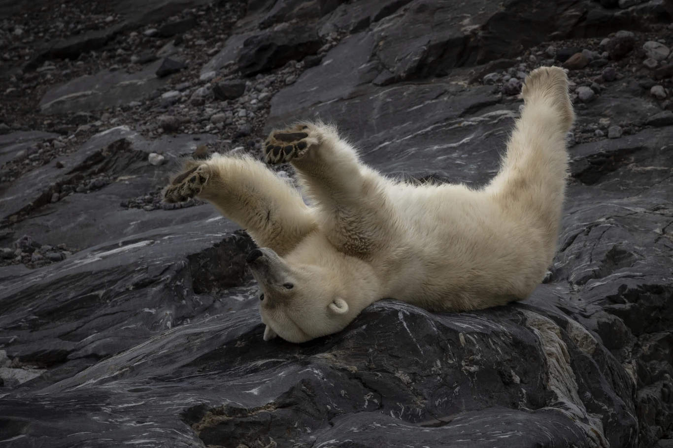 Niedźwiedź polarny Niedźwiedź polarny