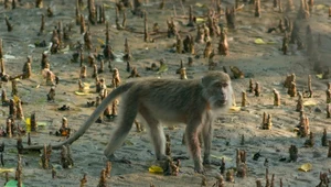 Ludzie przestali dokarmiać małpy w Tajlandii. Reakcja zwierząt zaskakuje