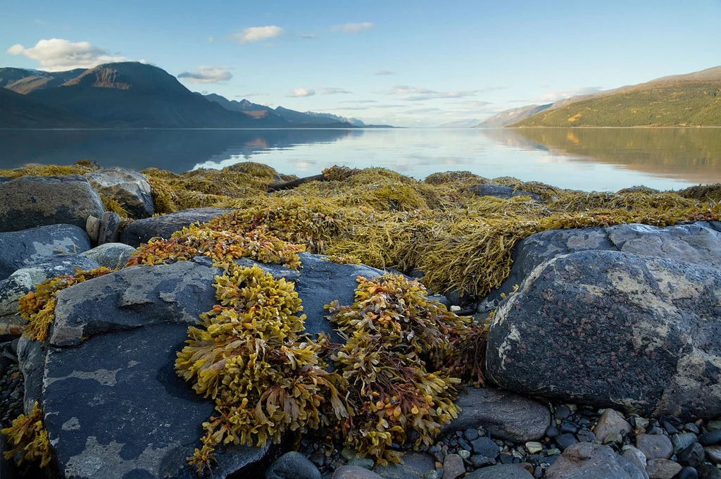 Morszczyn pęcherzykowaty na wybrzeżu Norwegii, w Lyngenfjordzie