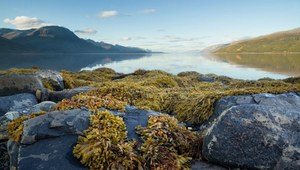 Morszczyn pęcherzykowaty na wybrzeżu Norwegii, w Lyngenfjordzie.