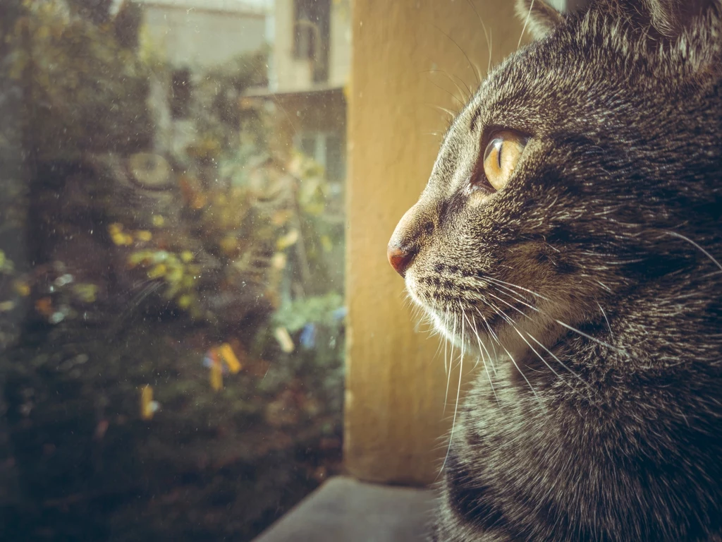 Jak poznać, że kot jest samotny? Szukaj u swojego pupila tych znaków