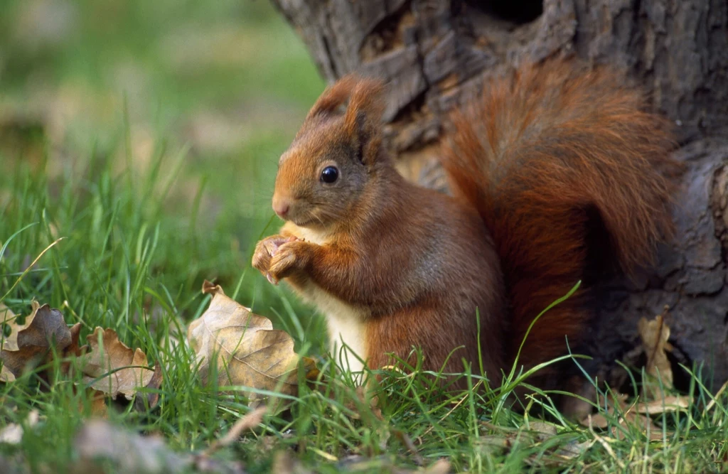 Wiewiórki gromadzą zapasy jesienią, aby przetrwać zimę