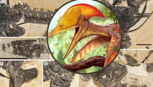 W Chinach wykopano pterozaura. Ma wielki hełm i zaskoczył naukowców