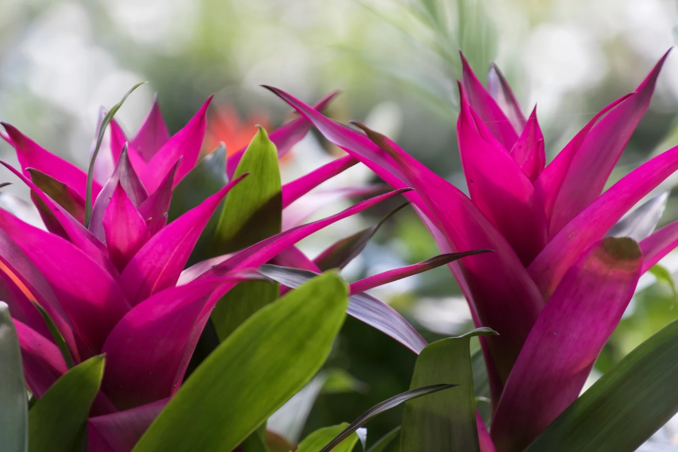 Guzmania zakwita najczęściej po trzech latach. By jednak to zrobić, potrzebuje odpowiedniej pielęgnacji. 