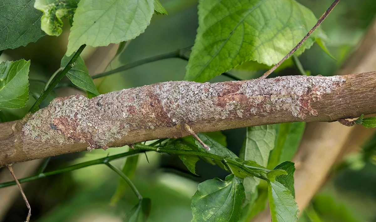 Gekon z gatunku Uroplatus sikorae