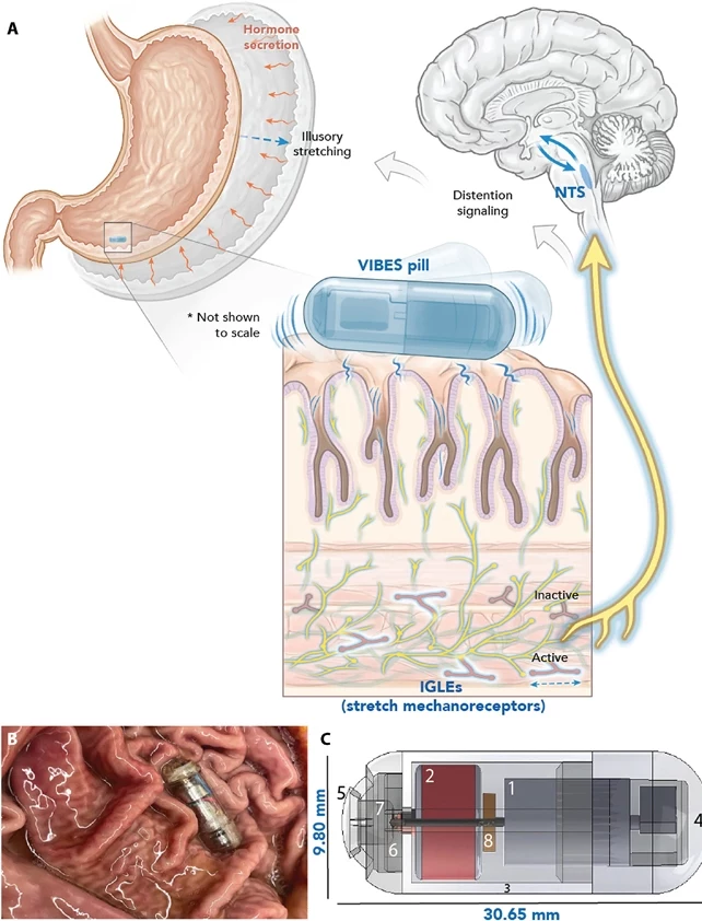 Pigułka VIBES aktywuje receptory rozciągania w jelitach, powodując uczucie sytości