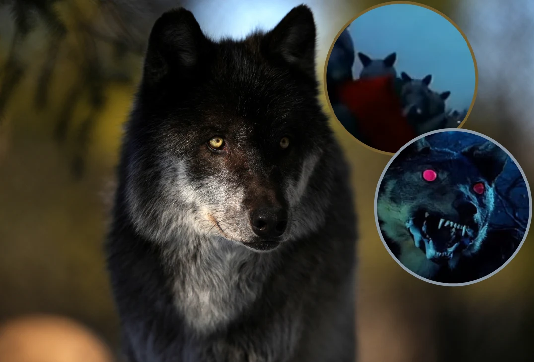 Wilki i Akademia Pana Kleksa Wilki i Akademia Pana Kleksa