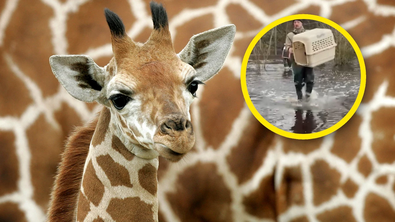 Z powodu powodzi w Niemczech ewakuowano część zwierząt z parku Serengeti w Hodenhagen. Niektóre, takie jak żyrafy, zostały na miejscu Z powodu powodzi w Niemczech ewakuowano część zwierząt z parku Serengeti w Hodenhagen. Niektóre, takie jak żyrafy, zostały na miejscu