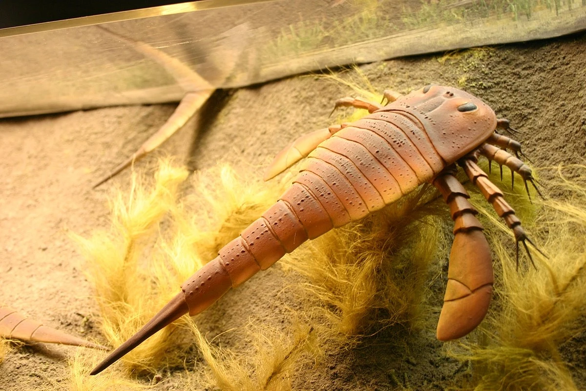 Wielkorak z rodzaju Eurypterus Wielkorak z rodzaju Eurypterus