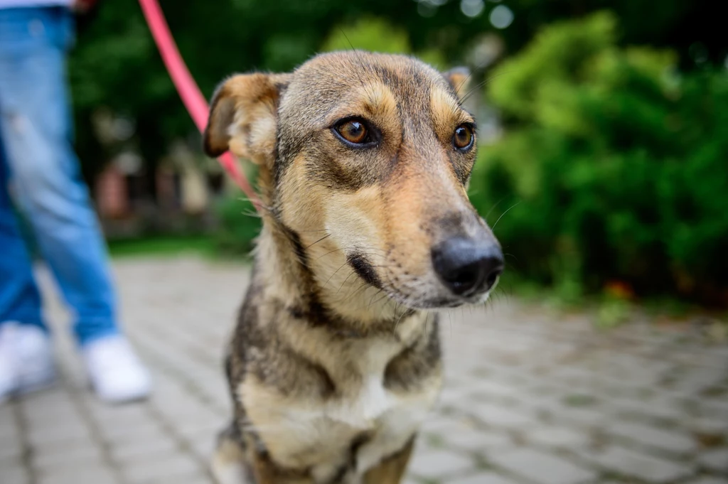 Co zrobić, gdy w sylwestrową noc ucieknie nam pies? 