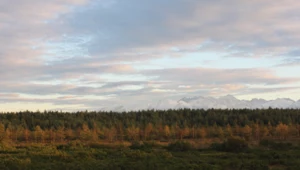 Bór na Czerwonem, czyli drewnianą kładką przez torfowisko. Niezwykły punkt widokowy na Tatry