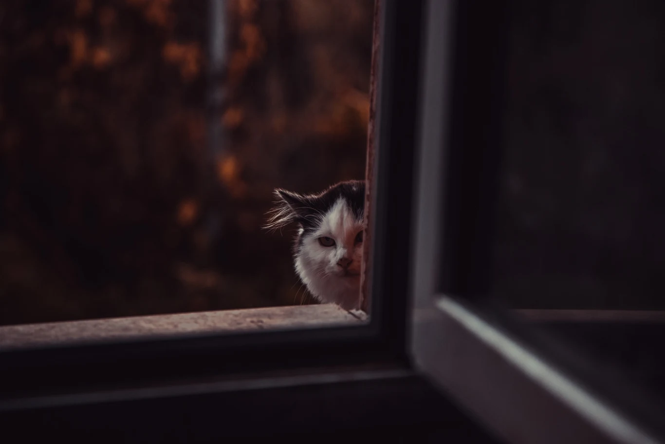 Na koty wychodzące czyha wiele niebezpieczeństw Wychodzące koty co roku zabijają w Polsce prawie 600 mln ssaków i 140 mln ptaków