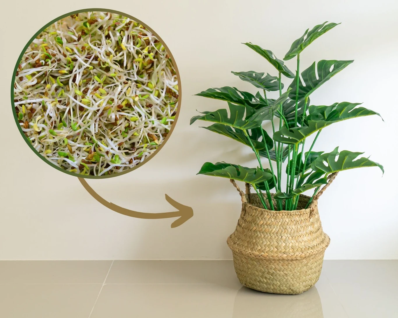 Kiełki lucerny są zdrowe nie tylko dla ludzi. Można z nich przygotować odżywkę, która wzmocni rośliny doniczkowe. Kiełki lucerny są zdrowe nie tylko dla ludzi. Można z nich przygotować odżywkę, która wzmocni rośliny doniczkowe.