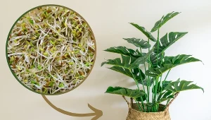 Wysusz, zmiel i wsyp do doniczki. To najlepszy nawóz do roślin za kilka złotych