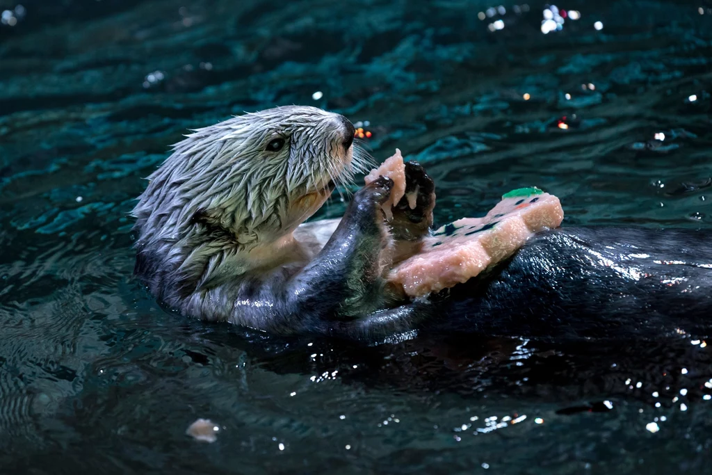 Kałan morski, czyli wydra morska zjada pokarm, płynąc na grzbiecie