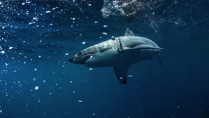 Atak rekina w Australii. Nie żyje nastoletni surfer