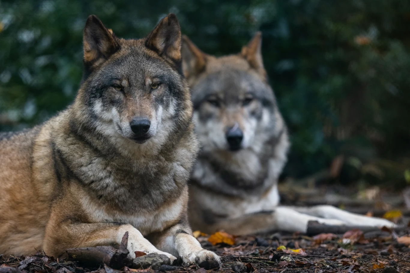 Organizacje ekologiczne wskazują jasno: nie ma naukowych dowodów na to, że polowanie jest skuteczną metodą zapobiegania sytuacjom konfliktowym. Organizacje ekologiczne wskazują jasno: nie ma naukowych dowodów na to, że polowanie jest skuteczną metodą zapobiegania sytuacjom konfliktowym.