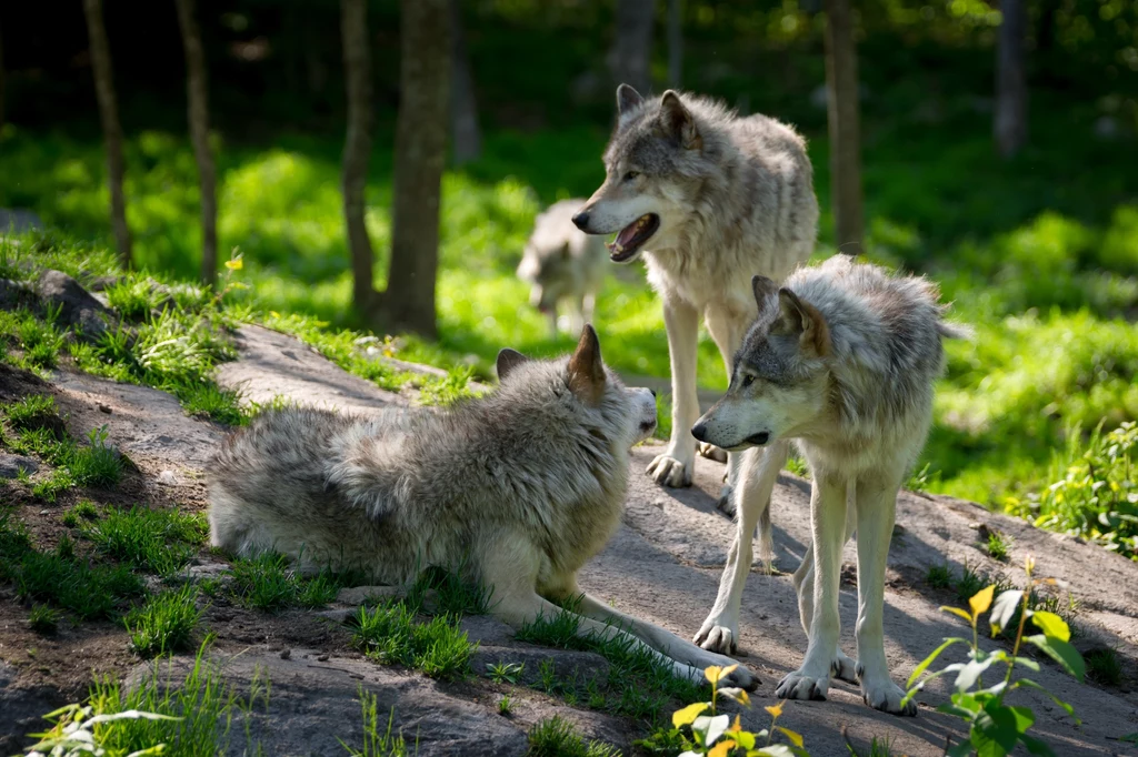 O tym, że KE będzie chciała złagodzić status ochrony wilków, mówi się od kilku miesięcy. Obecnie działania w tym kierunku zostały jednak skonkretyzowane.
