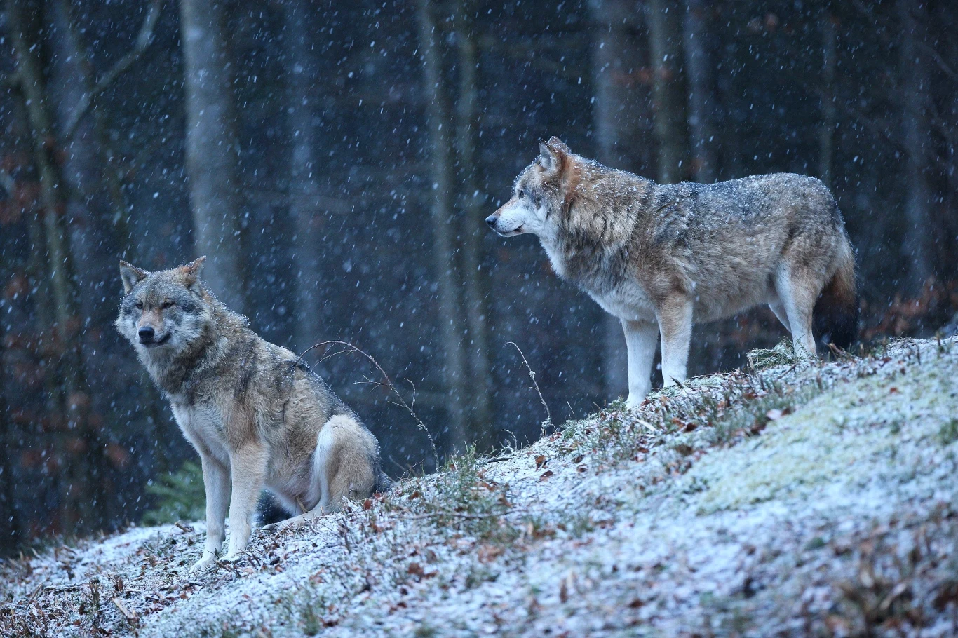 Ataki wilków na zwierzęta gospodarskie, stanowią zaledwie 0,08 proc. wszystkich upadków bydła w polskich gospodarstwach Ataki wilków na zwierzęta gospodarskie, stanowią zaledwie 0,08 proc. wszystkich upadków bydła w polskich gospodarstwach