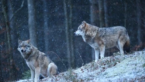 UE chce pozwolić polować na wilki. Nie ma na to naukowego uzasadnienia