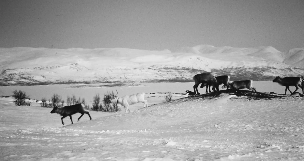 Renifery nad jeziorem Torneträsk