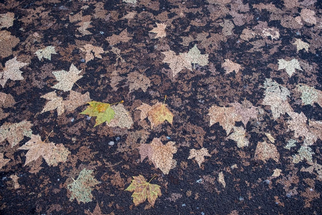 Złożone skutki zmian klimatu. Temperatura wpływa na tempo rozkładu liści Złożone skutki zmian klimatu. Temperatura wpływa na tempo rozkładu liści